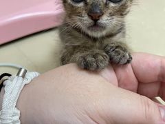 -瑞派康怡24h宠物医院·犬猫医疗中心·微创绝育(瑞景分院)