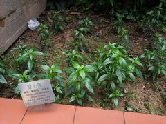 -广州神农草堂中医药博物馆