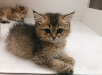 逛了一天的猫舍，还是以猫为主家的小猫咪最多