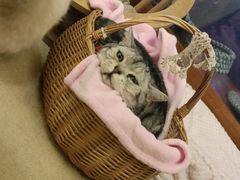 -猫友咖啡店(玉林西路店)