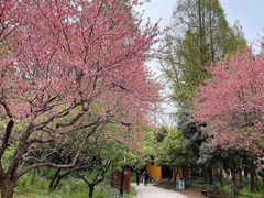 -苏州上方山国家森林公园