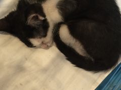 -猫的天空之城概念书店(杭州南宋御街店)