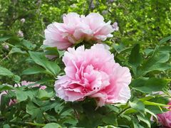 -国家植物园南园