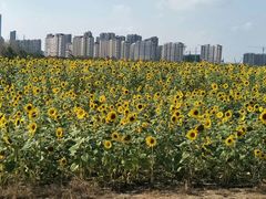 -南通鲜花小镇
