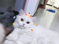 -宠爱国际动物医院· 猫科· 外科·中兽医(长白店)