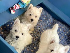 -萌宠之家·腊肠犬·马尔泰·小体犬舍