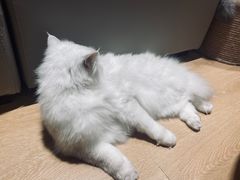 -猫腻·猫咖·撸猫馆(星光大道店)