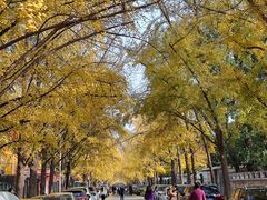 -三里屯东五街银杏大道