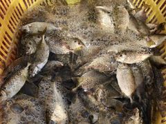 -浪琴湾尾角仔海鲜坊