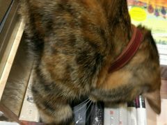 -猫的天空之城概念书店(杭州南宋御街店)