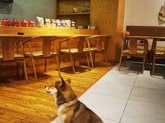 -柴务处·柴犬主题狗咖