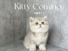 -小猫来了·猫舍(红山六九七九店)