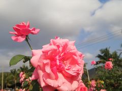 -亚龙湾国际玫瑰谷