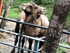 -大连森林动物园