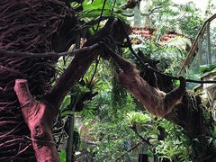 -正佳雨林生态植物园