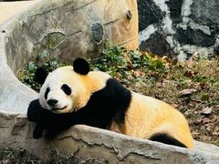 -都江堰中华大熊猫苑