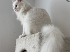 -艾贝尔宠物医院·24H转诊中心·肿瘤猫专科(江宁双龙店)