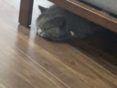 -爱佳宠物中心医院24H·CT·骨外科·猫专科(瑶海万达店)