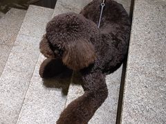 -more than meow吴止猫主题餐厅(承德 中船汇店)