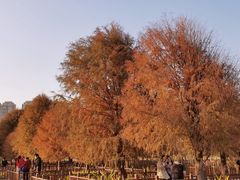 -五缘湾湿地公园