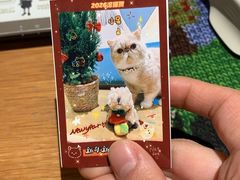 -滚猫咖啡·猫咖·猫友好撸猫(未来城店)