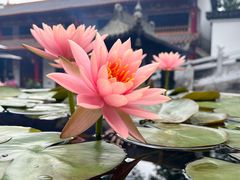 -圆通禅寺