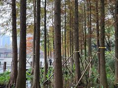 -重庆彩云湖湿地公园