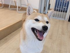 -南京Hallo宠物乐园·哈罗犬舍·柴犬繁育基地