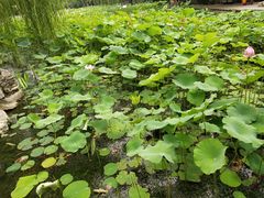 -莲湖公园