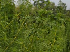 -陶祖圣境风景区