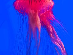 -上海海洋水族馆