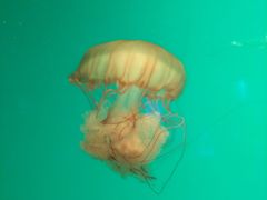 -左海海底世界