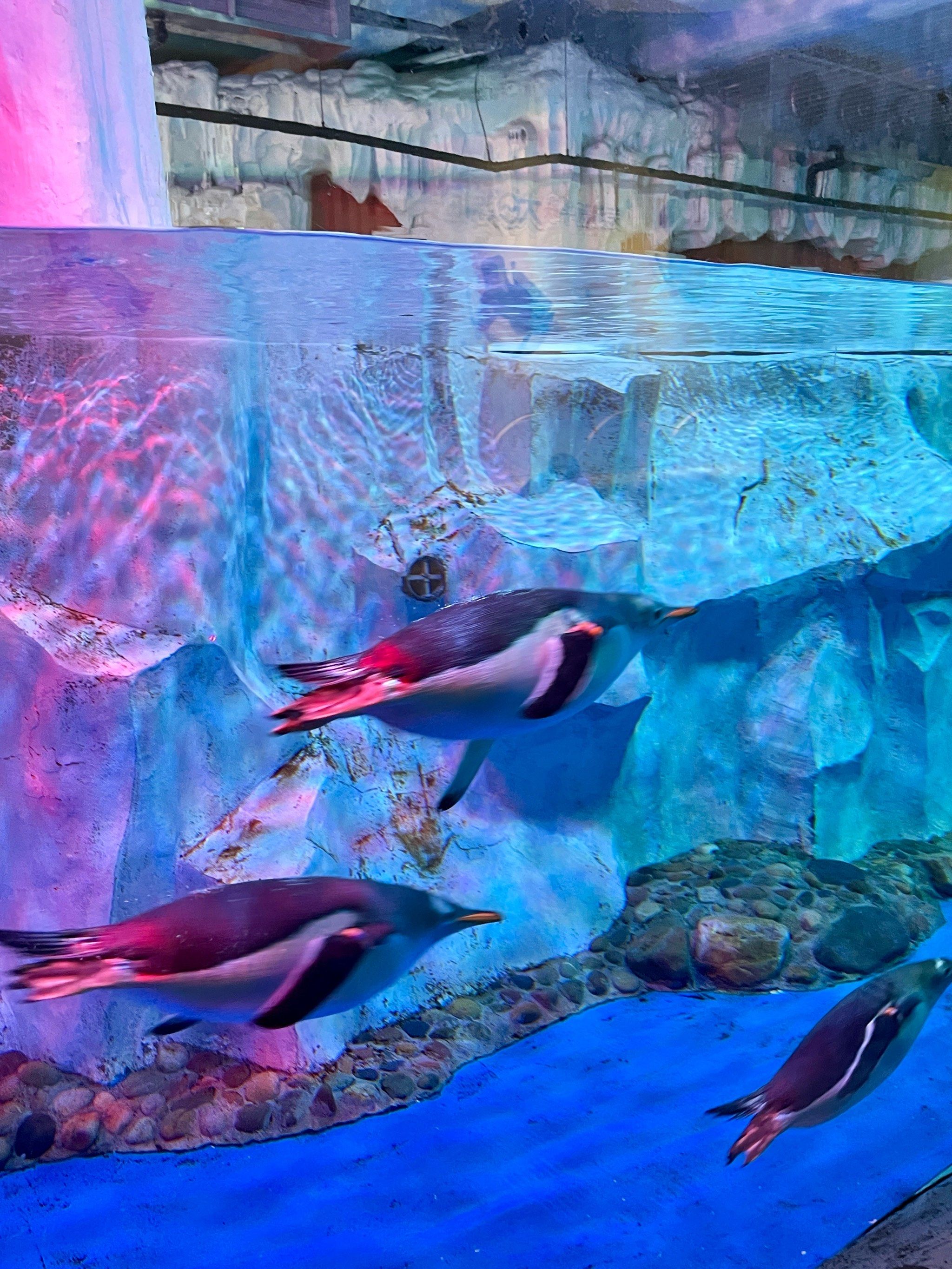 芜湖大白鲸海洋公园游玩攻略!速98住!73