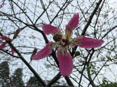 -森波拉火山温泉