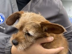 -北京派仕佳德动物医院·超导核磁·CT·神经科·骨科·内外科·急重症管理中心