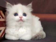 -Bastet sally猫舍购宠(静安店)