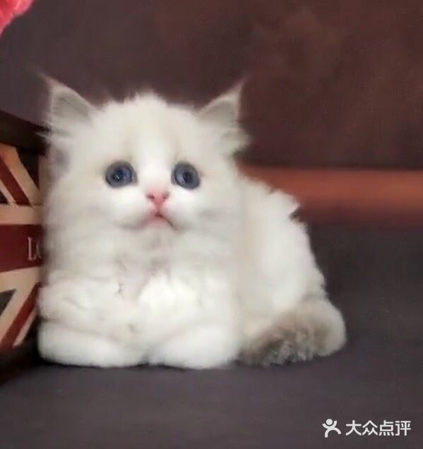 山猫绝对不是传统线，但是好多山猫却是传统型