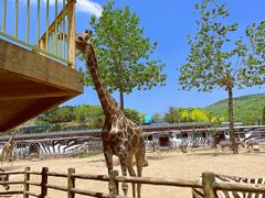 -大连森林动物园