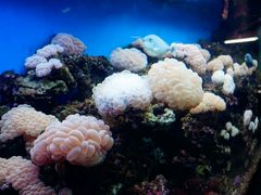 -御唐府海珊瑚主题餐厅