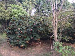 -华南国家植物园-售票处