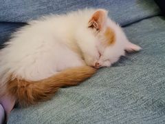 -平行世界·猫咖(首经贸店)