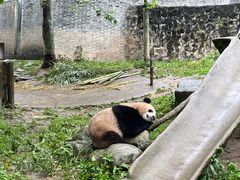 -都江堰中华大熊猫苑