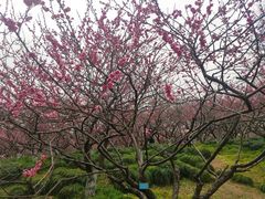 -上海海湾国家森林公园