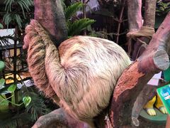-正佳雨林生态植物园