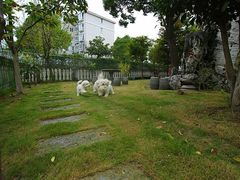 -鑫艺宠物美容培训学校