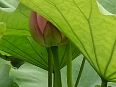 -陈家山荷花公园