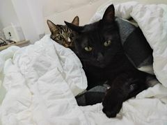 -伟伟宠物医院·瑞派猫友好医院·猫科(光谷店)