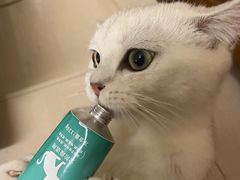 -lincat·猫舍(广州店)