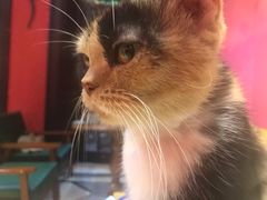 -猫色咖啡·猫咖
