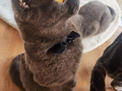 -猫的茶·猫咖